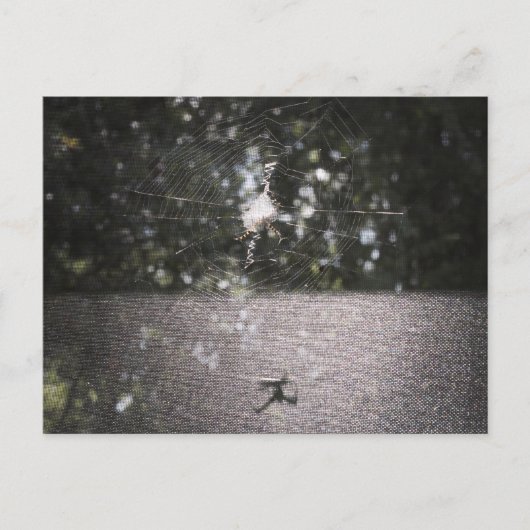 Orb Weaverの影 – スパイダーフォト ポストカード (正面)