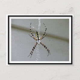 Orb Weaver Spiderはがき ポストカード