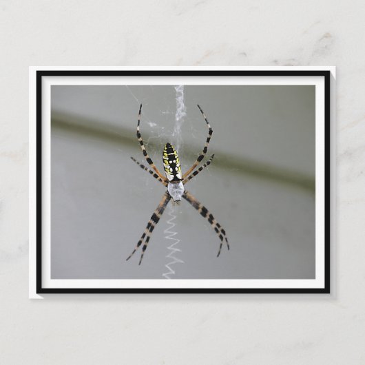 Orb Weaver Spiderはがき ポストカード (正面)