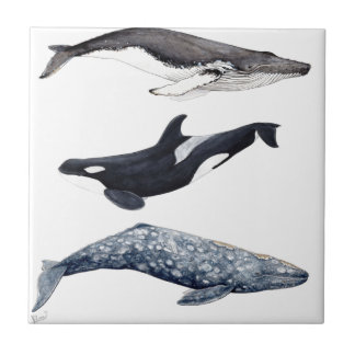 Orca, ballena jorobada y ballena gris タイル