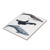 Orca, ballena jorobada y ballena gris タイル (側面)