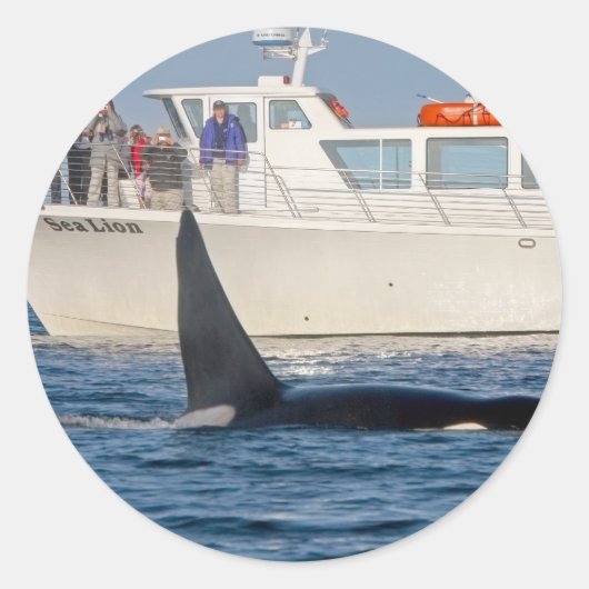 Orca Killer Whale – 過渡，ワシントン ラウンドシール (正面)