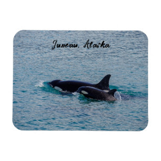 Orcas - Juneau, Alaska – お土産 マグネット