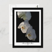 Orchid 002はがき ポストカード (正面/裏面)