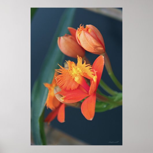 Orchid Epi Orangeポスター–40x60 – その他のサイズも ポスター (正面)