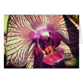 Orchid Flower Close Up Photography Note Card (正面横)