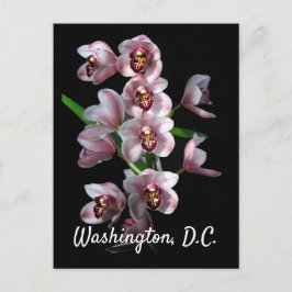 Orchid Insanity on Black, Washington, D.C ポストカード