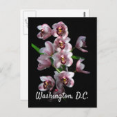 Orchid Insanity on Black, Washington, D.C ポストカード (正面/裏面)