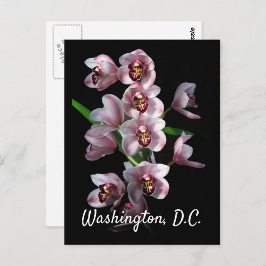 Orchid Insanity on Black, Washington, D.C ポストカード (正面/裏面)