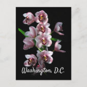Orchid Insanity on Black, Washington, D.C ポストカード (正面)