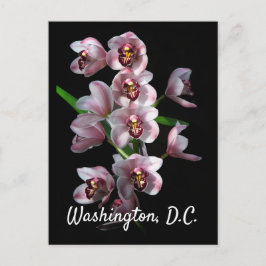 Orchid Insanity on Black, Washington, D.C ポストカード