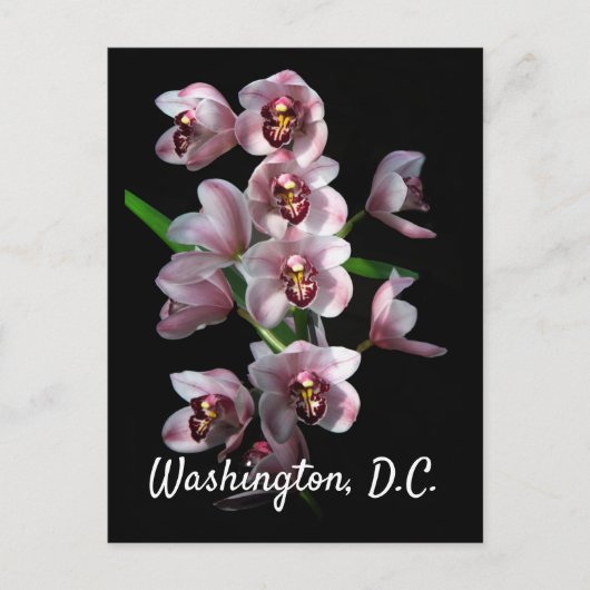 Orchid Insanity on Black, Washington, D.C ポストカード (正面)