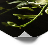 Orchid on black ポスター (角)