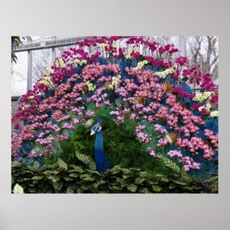 Orchid Peacock ポスター