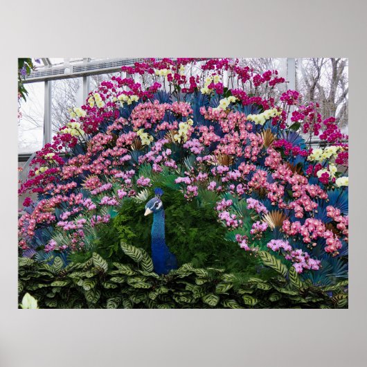 Orchid Peacock ポスター (正面)
