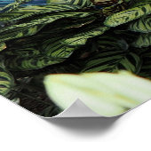 Orchid Peacock ポスター (角)