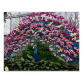 Orchid Peacock ポスター (正面)