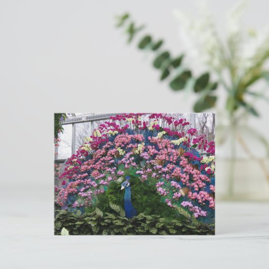Orchid Peacock ポストカード (スタンド正面)