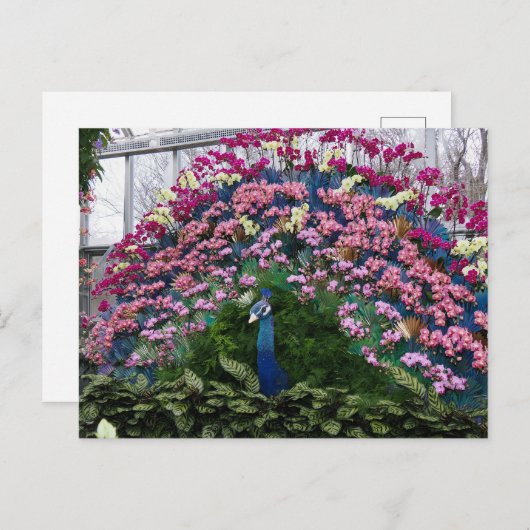 Orchid Peacock ポストカード (正面/裏面)
