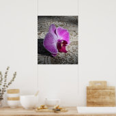 Orchid Phalaeグラフィックプリント-20x24 – またはそれ以下 ポスター (キッチン)