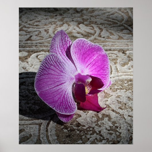 Orchid Phalaeグラフィックプリント-20x24 – またはそれ以下 ポスター (正面)