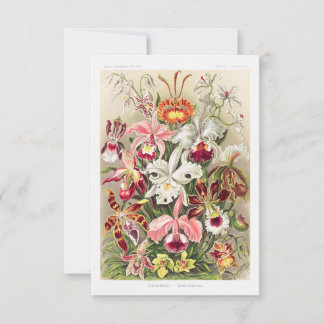 Orchideae Denusblumen A Giltsch By Ernst Haeckel セーブザデート