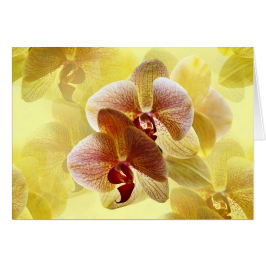 Orchidee (正面横)