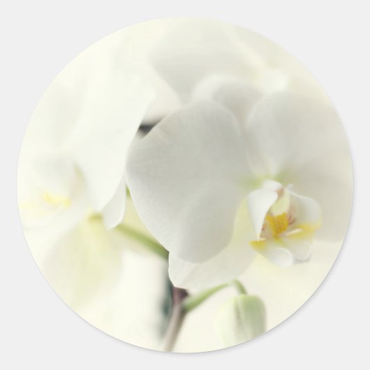 Orchideen ラウンドシール (正面)