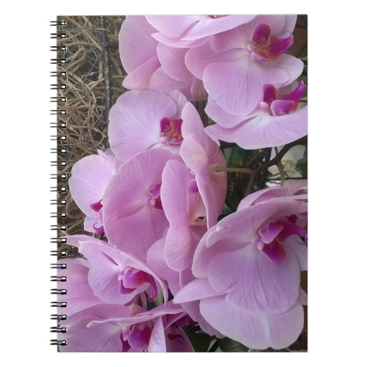 Orchids ノートブック (正面)