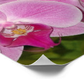 Orchids ポスター (角)