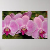 Orchids ポスター (正面)