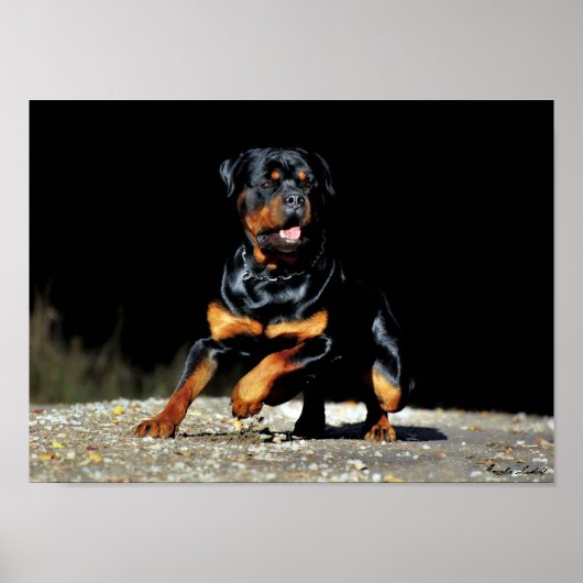 Original Rottweiler Poster ポスター (正面)
