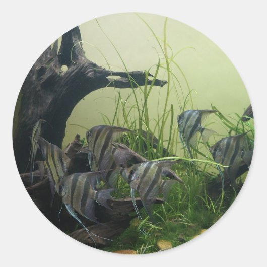 Orinoco Angelfishスタンプ ラウンドシール (正面)