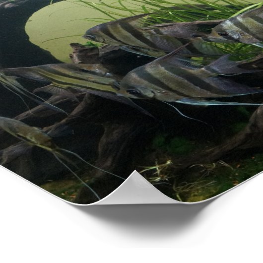 Orinoco Angelfishポスター ポスター (角)