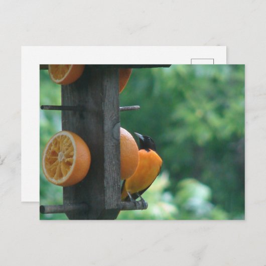 Oriole and Oranges ポストカード (正面/裏面)