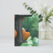 Oriole and Oranges ポストカード (スタンド正面)