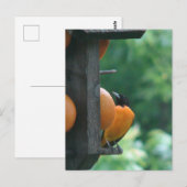 Oriole and Oranges ポストカード (正面/裏面)