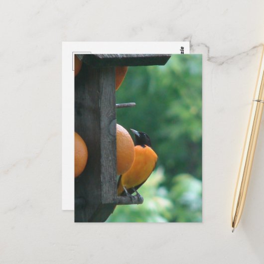 Oriole and Oranges ポストカード (正面/裏面インサイチュ)