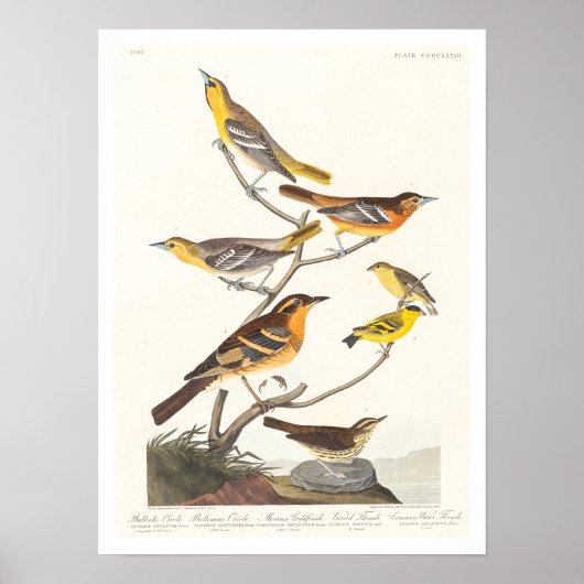 Oriole, Goldfinch, Thrush by Audubon Poster ポスター (正面)