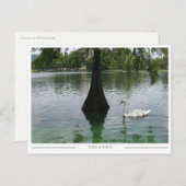 Orlando Swan - Park Lake in Florida ポストカード (正面/裏面)