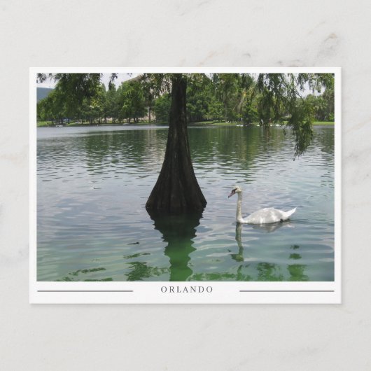 Orlando Swan - Park Lake in Florida ポストカード (正面)
