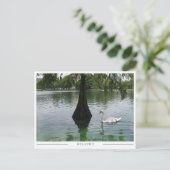Orlando Swan - Park Lake in Florida ポストカード (スタンド正面)