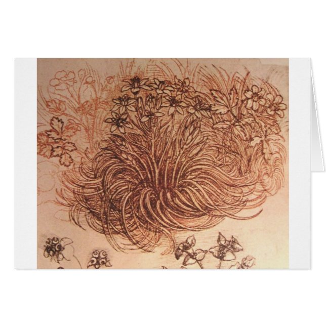 Ornithogalum (ベスレヘムの星) (正面横)