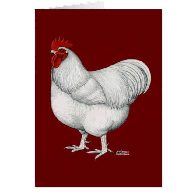 Orpingtonの白のオンドリ (正面)