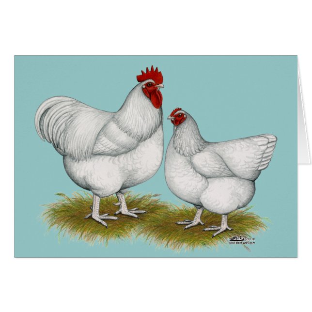 Orpington：ホワイト・ペア (正面横)