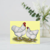 Orpington：ホワイト・ペア ポストカード (スタンド正面)