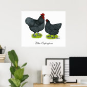 Orpington：青いペア ポスター (ホームオフィス)