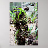 orquidea ポスター (正面)