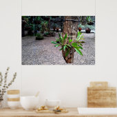 orquideas 01 ポスター (キッチン)