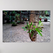 orquideas 01 ポスター (正面)